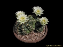 Gymnocalycium megalothelum 348